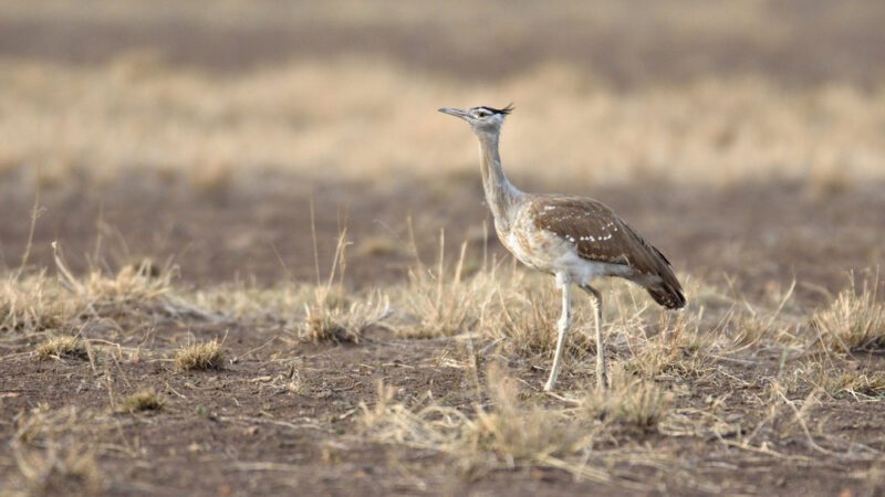 Arabian_bustard