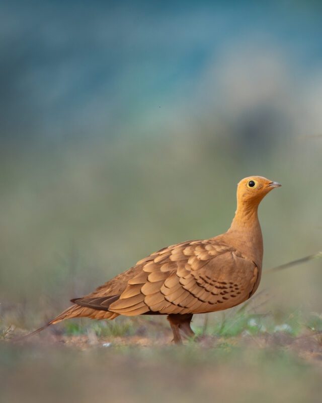 Chestnut-bellied_sandgrouse