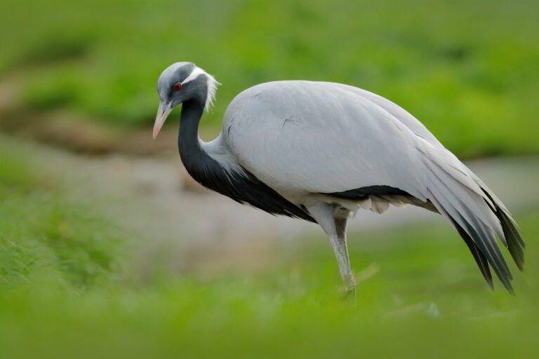 Demoiselle_crane