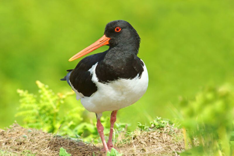 محاري أوراسي