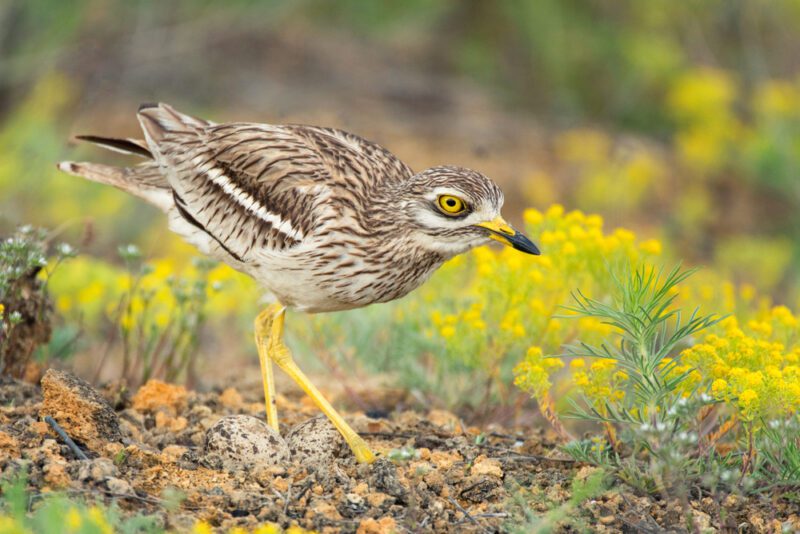 كروان أوراسي