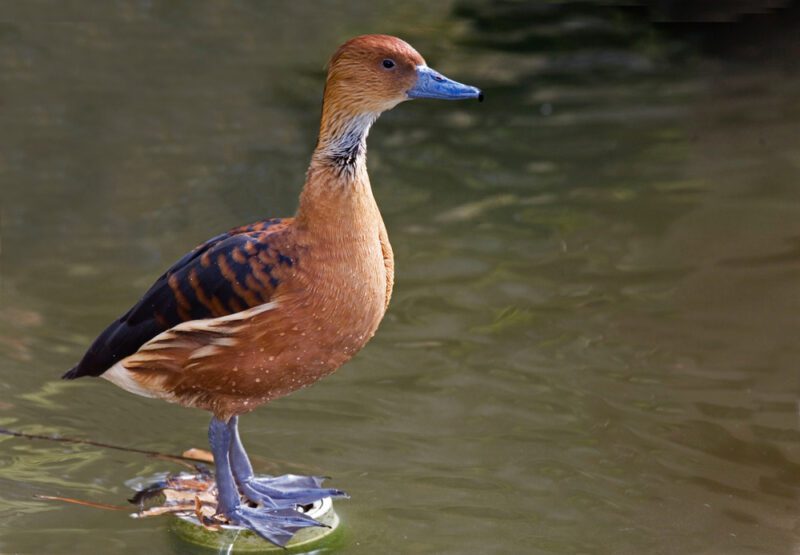 Fulvous_whistling_duck