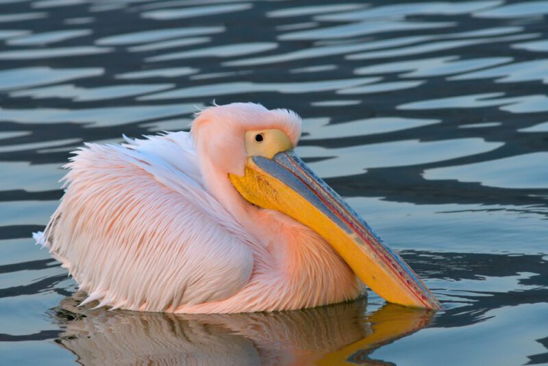 Great_white_pelican