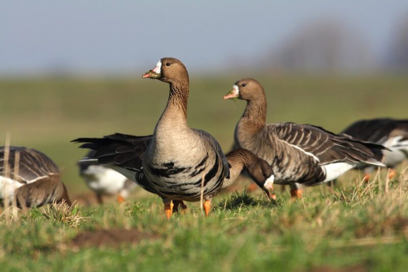 Greater_White-fronted_Goose