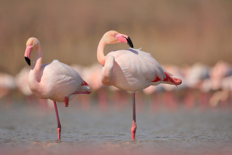 Greater_flamingo