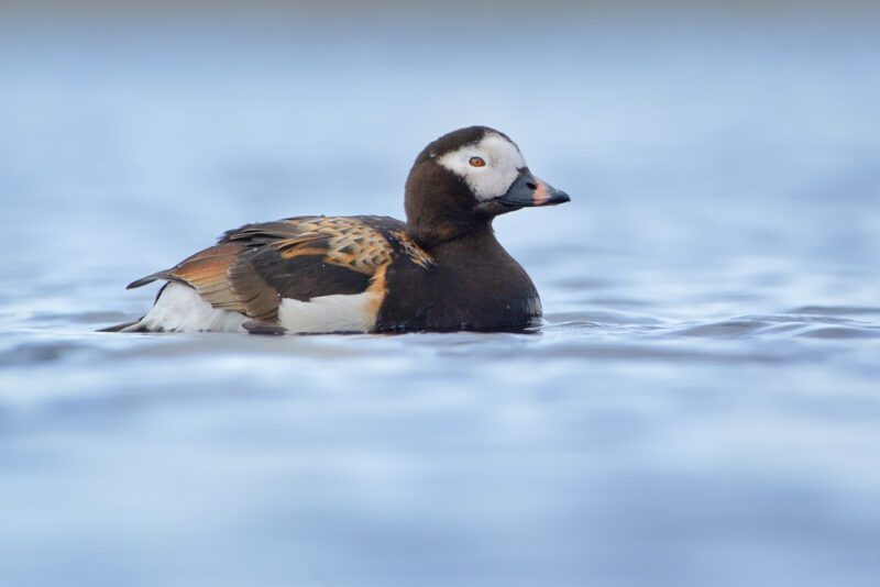 Long-tailed_duck