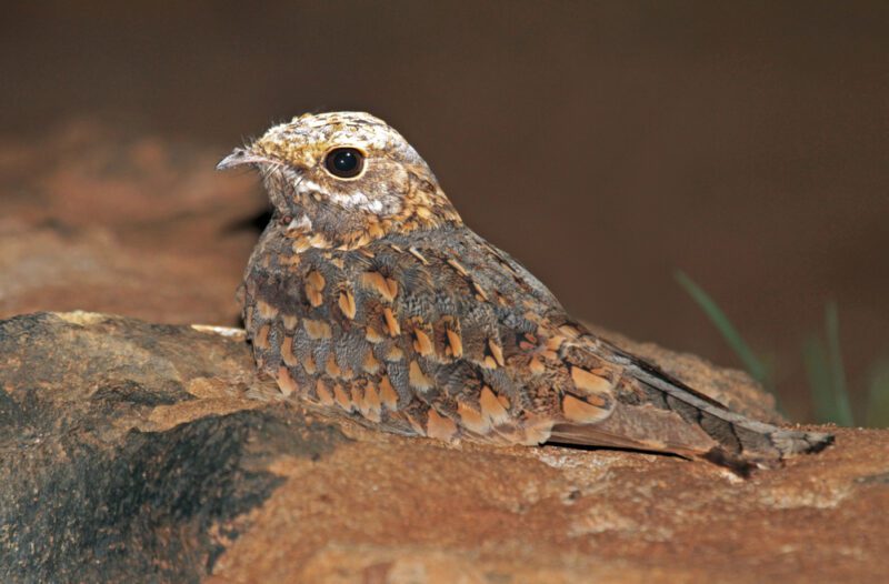 Nubian_nightjar