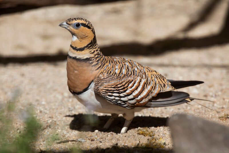 Pin-tailed_sandgrouse