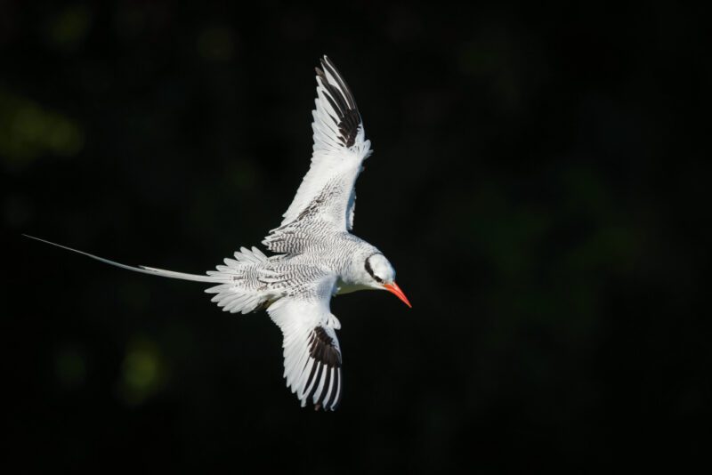 استوائي أحمر منقار