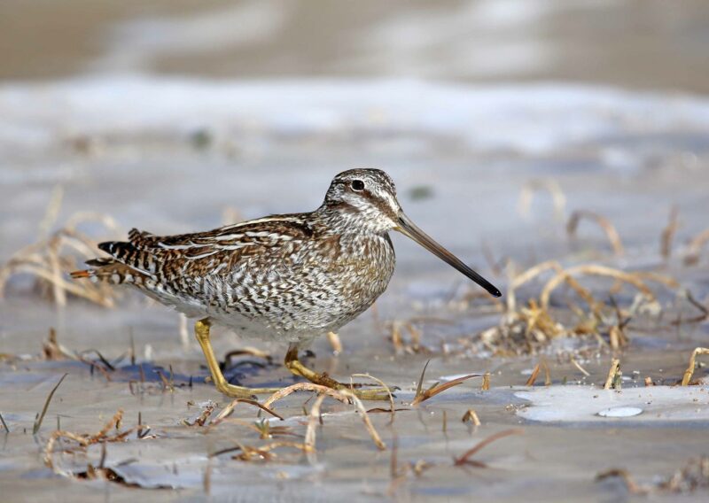 شنقب منفرد / Gallinago solitaria