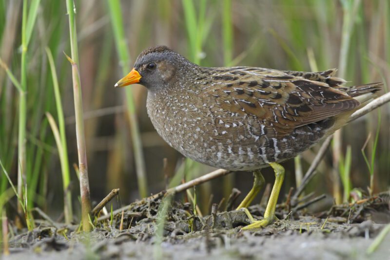 Spotted_Crake1
