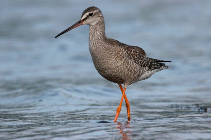 Spotted_redshank