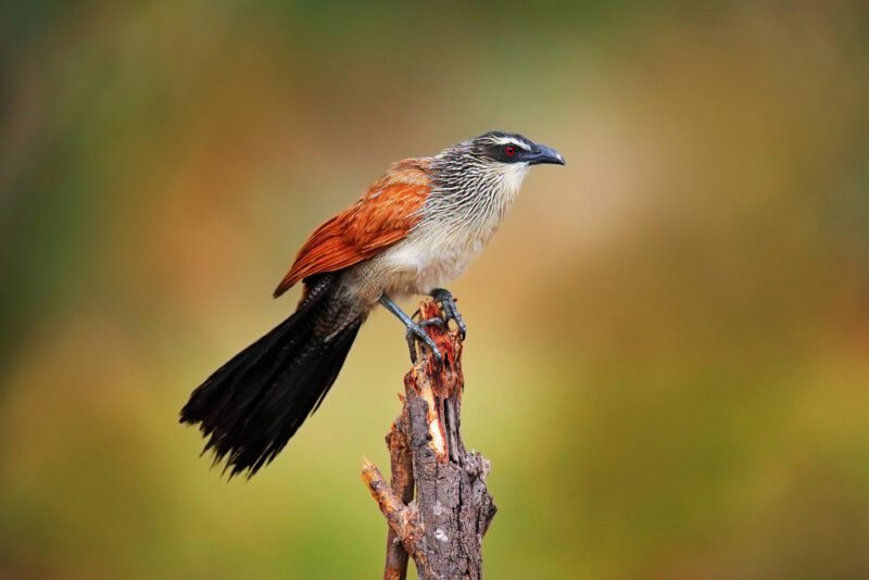 White-browed_coucal