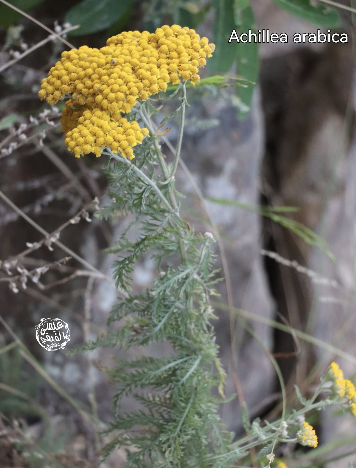 الذفراء - تصوير علي مداوي