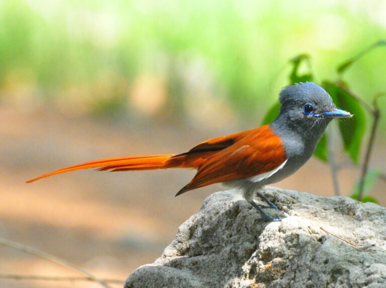 African_paradise_flycatcher