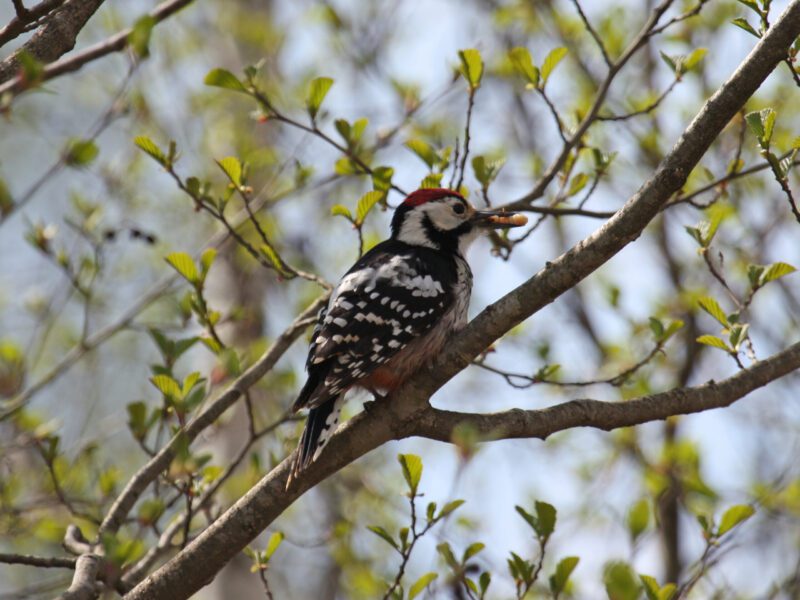 Arabian_woodpecker