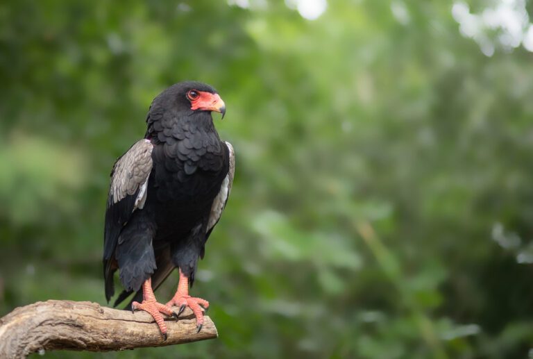 Bateleur