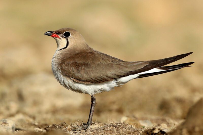 يسر مطوق