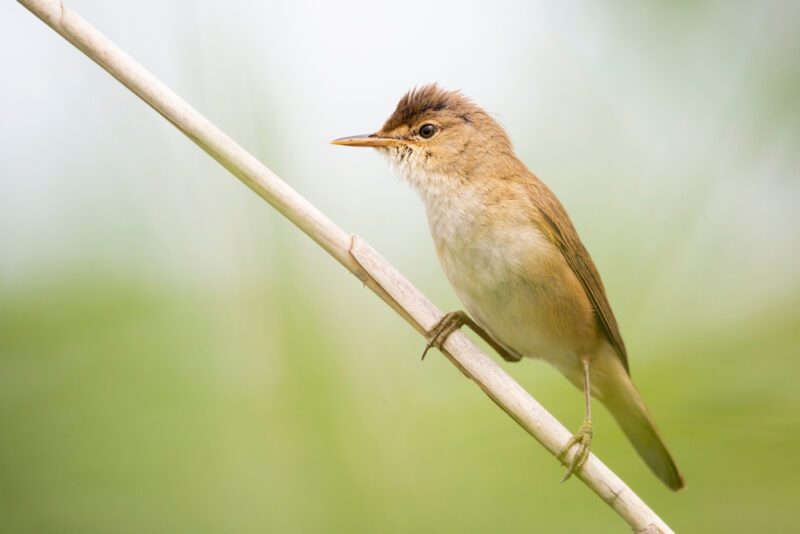 Common_Reed_Warbler1
