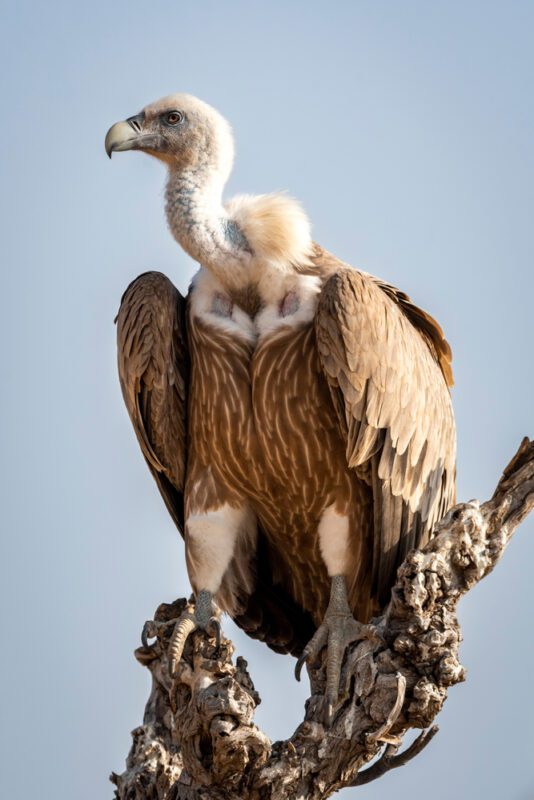 Eurasian_griffon_vulture