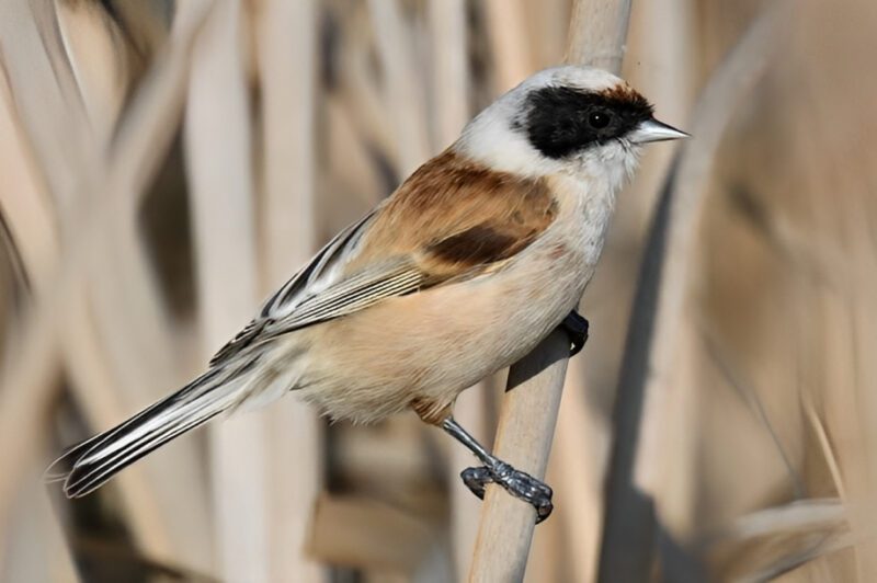 Eurasian_penduline_tit