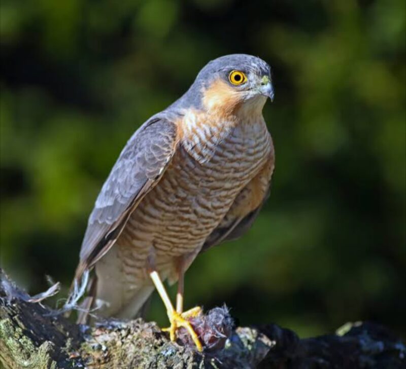باشق أوراسي (باشق العصافير) / Accipiter nisus