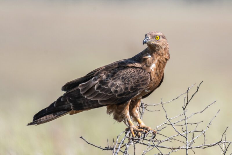 European_honey_buzzard