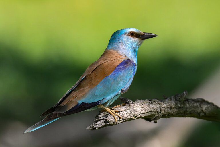 European_roller