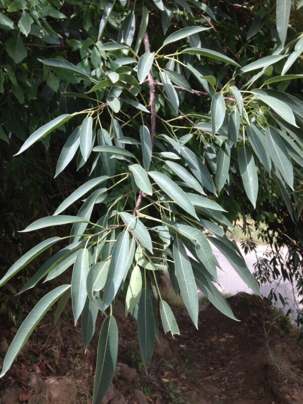 Ficus_Salicifolia