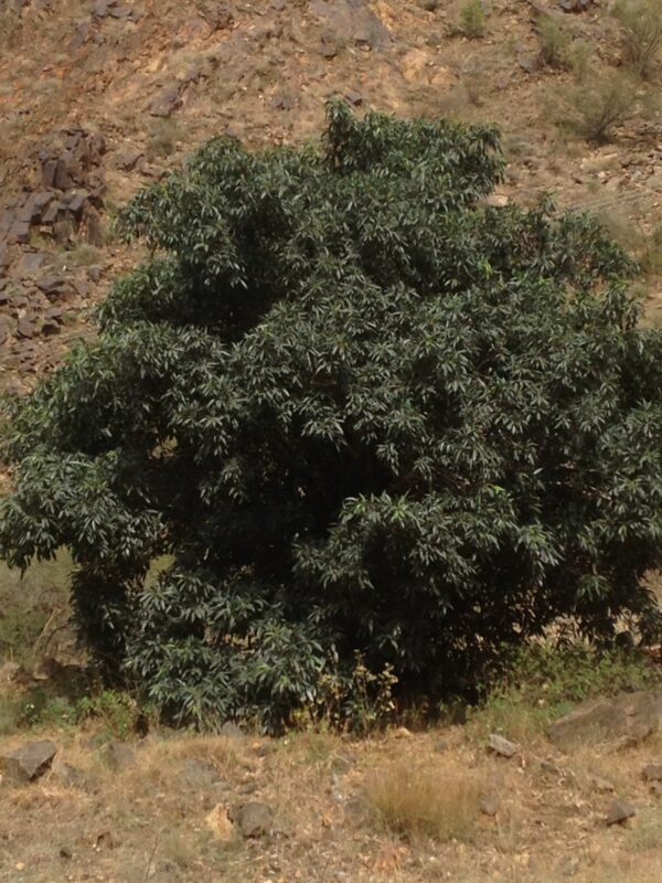Ficus_Salicifolia1
