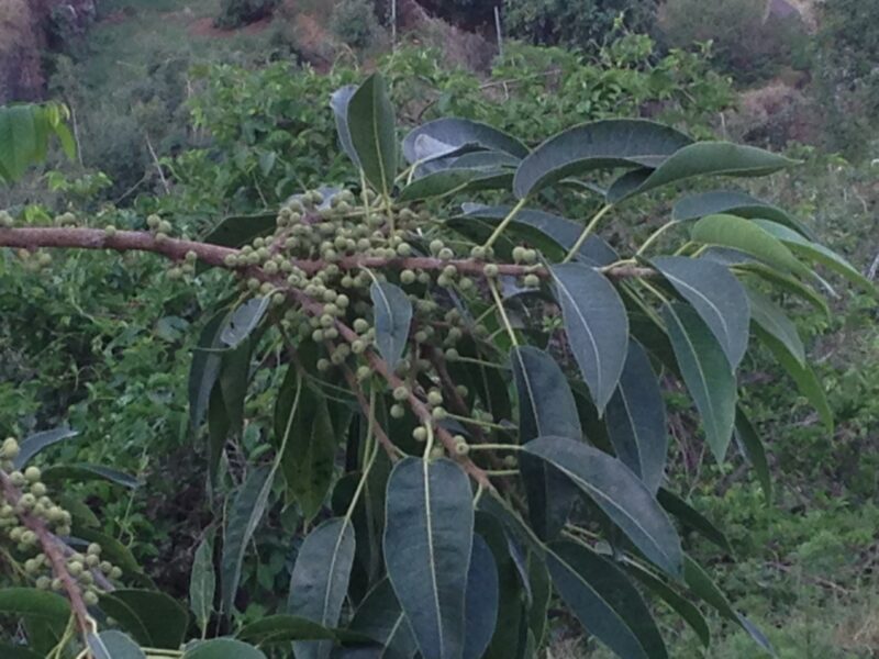 Ficus_Salicifolia2