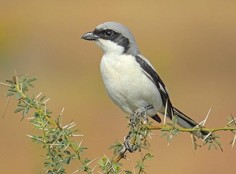 صرد كبير (صرد رمادي كبير) / Lanius excubitor