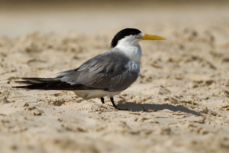 Greater_Crested_Tern1