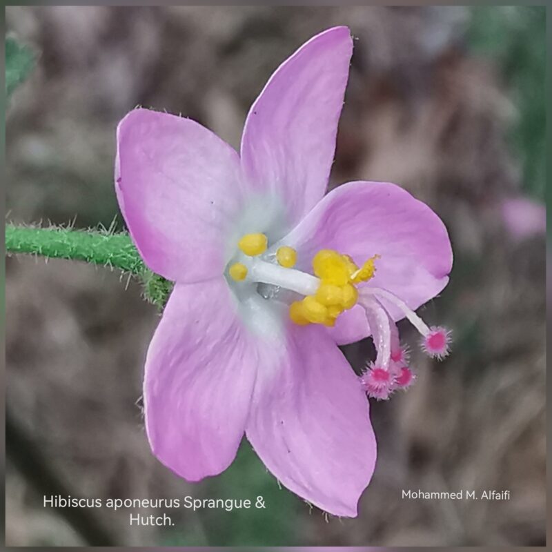 Hibiscus_aponeurus