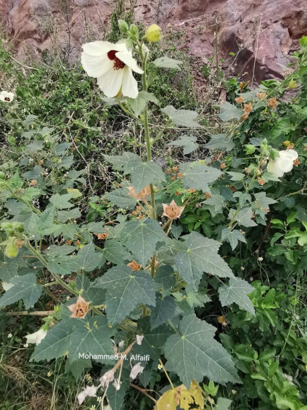 Hibiscus_vitifolius1