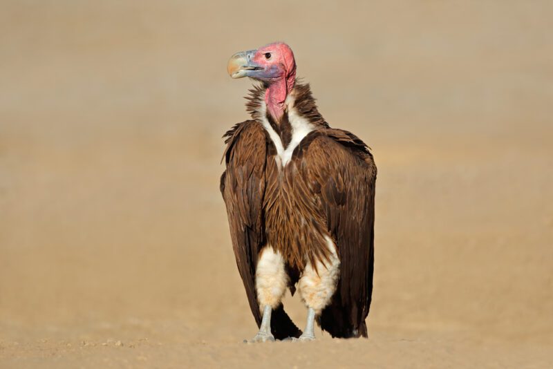 Lappet-faced_vulture