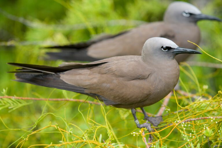 Lesser_Noddy1