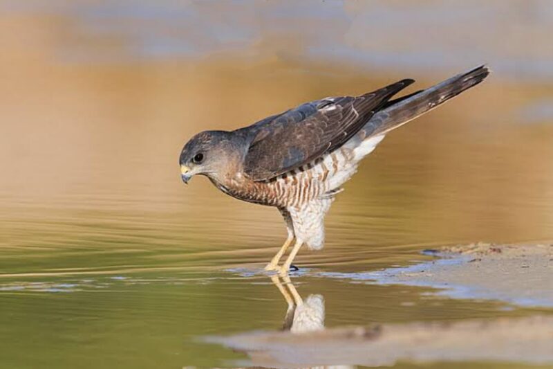 باشق مشرقي / Tachyspiza brevipes