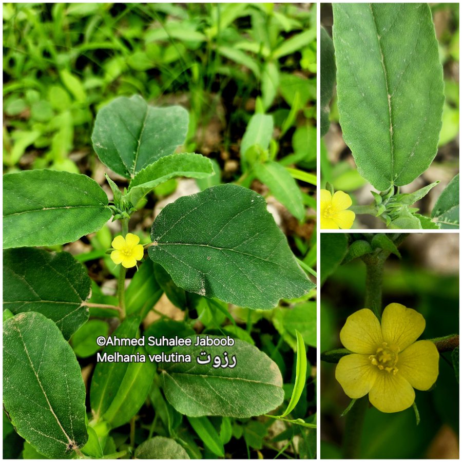 الملحان - تصوير أ