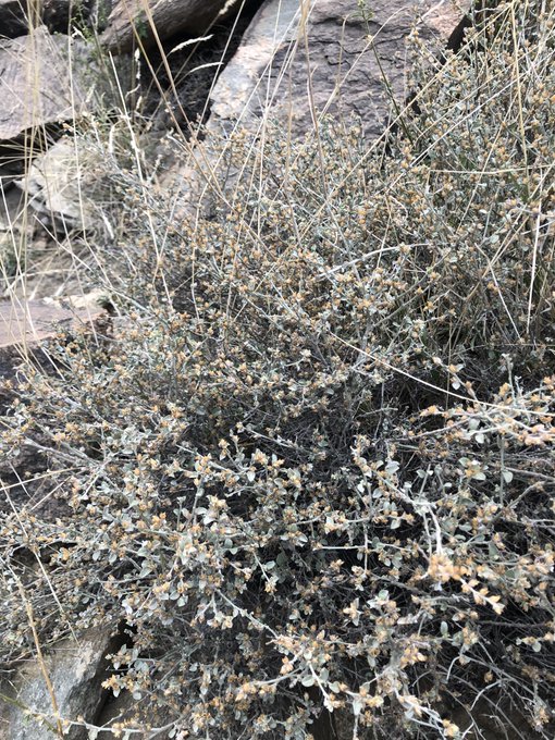 القطف (البغيثاء) - تصوير أ
