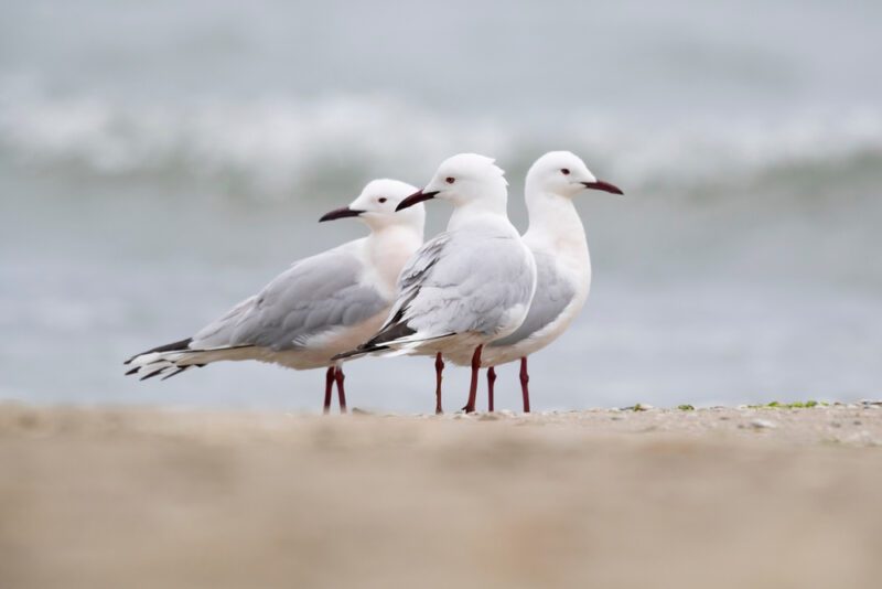 Slender-billed_Gull1