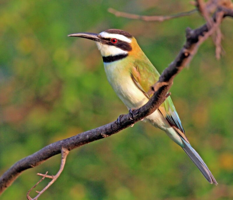 White-throated_bee-eater