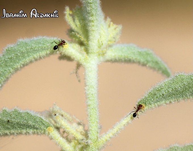 chrozophora_tinctoria