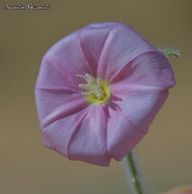 convolvulus_cephalopodus-الرخامى - تصوير: أ