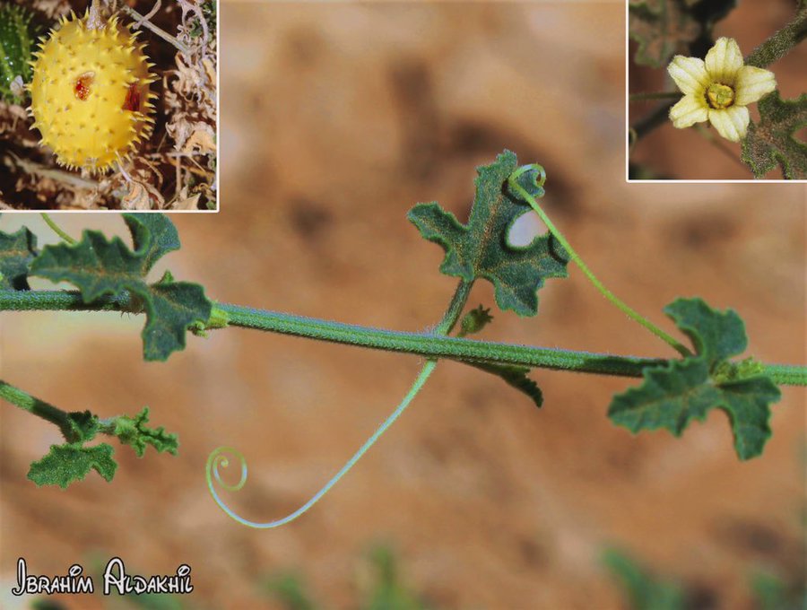 الشري (مشط الذيب) - تصوير: أ