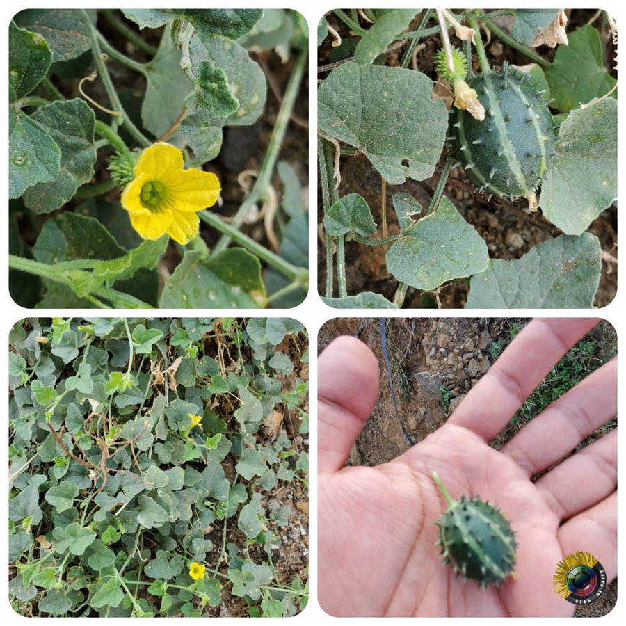 مشط الذيب (الحنيظلان) - تصوير أ