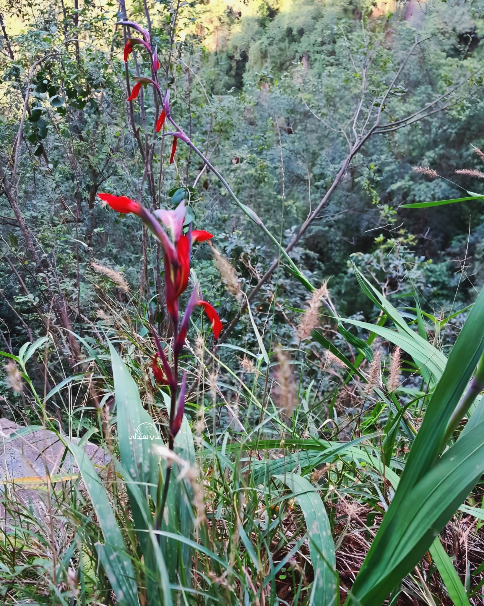 الذرق 3 (ذرق الخيل) - تصوير د