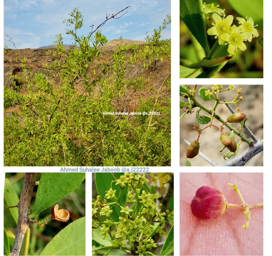 الإثرار - تصوير أ