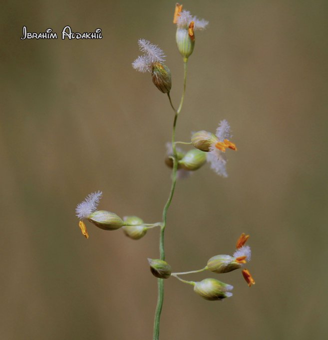 panicum_turgidum_2