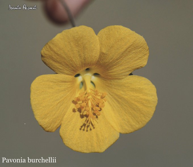 الأرين - تصوير: أ